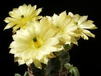 Thumbnail of 1364_Echinocereus subinermis_20170719_01(1).JPG